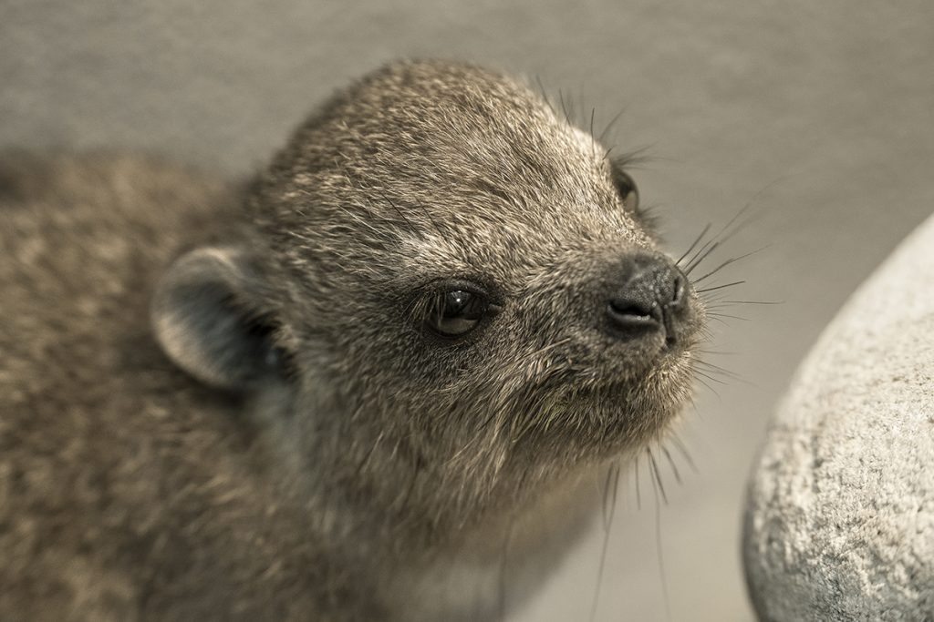 GET UP AND GO Baby hyraxes are precocious and can run just minutes after being born.