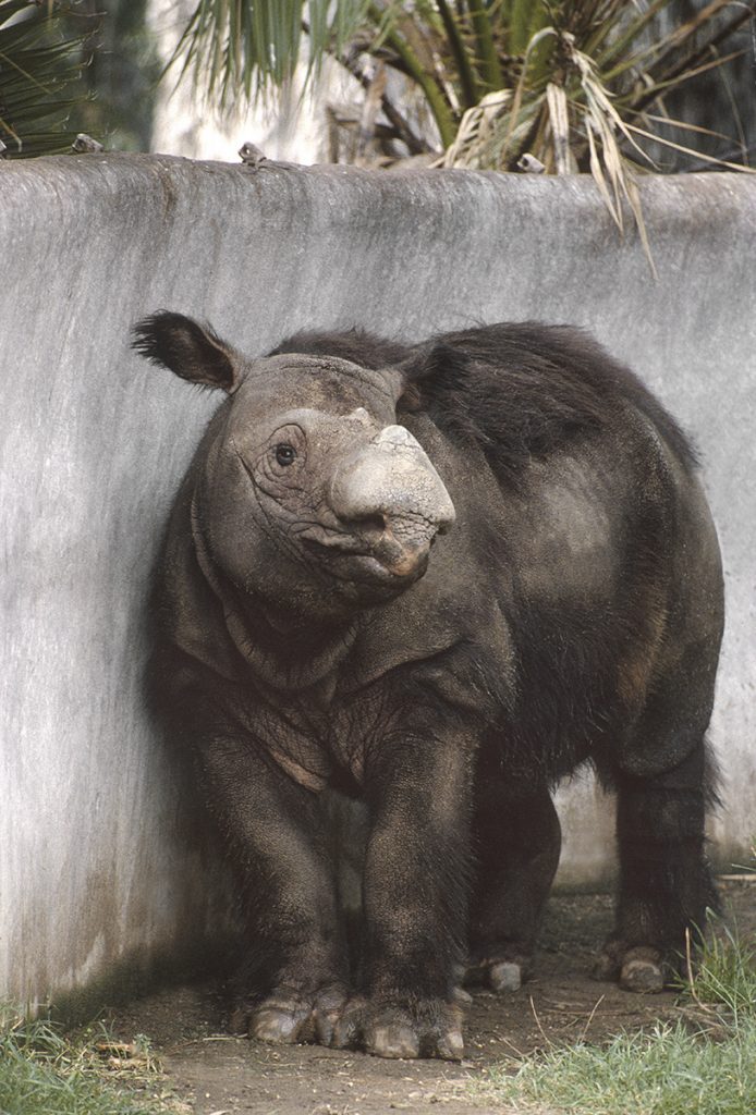 HEADER HERE Sumatran rhinos are the smallest and hairiest rhino species.