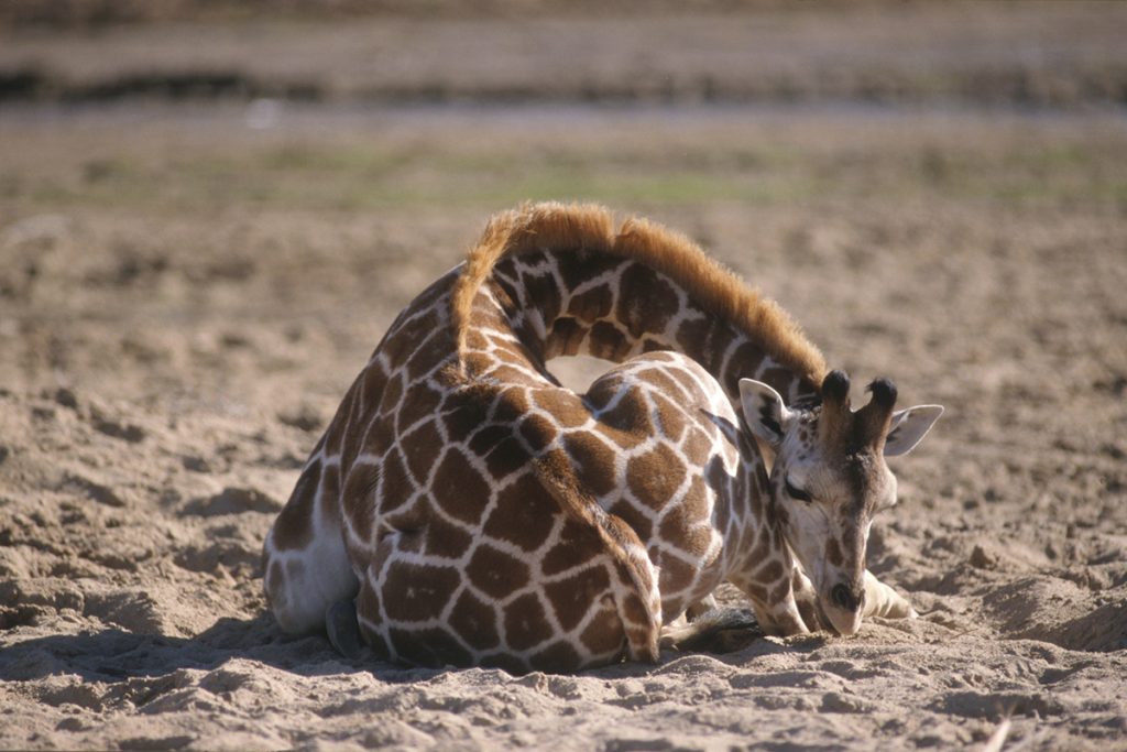 DROWSY DREAMER Giraffe are short on REM sleep as they only take from 10 to 60 minutes of shut eye in a 24-hour period.