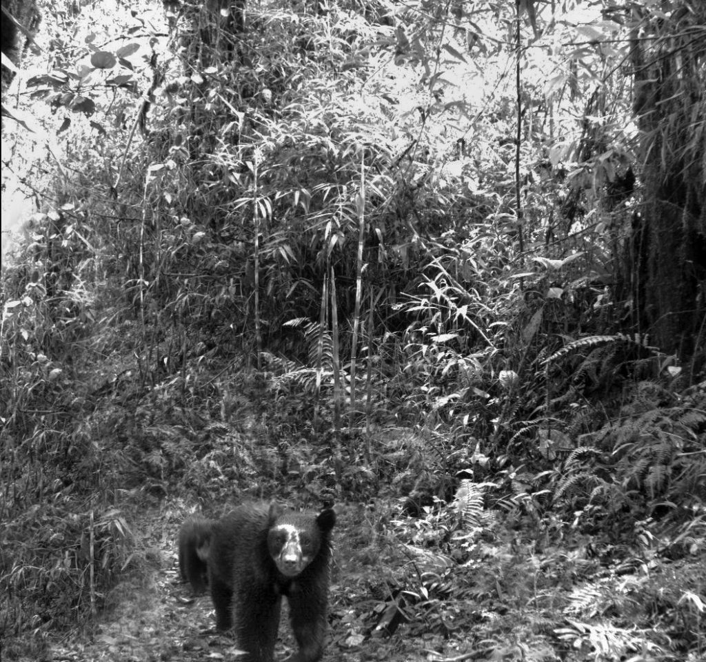 HEADER HERE Camera traps allow researchers to keep an electronic (and noninvasive) eye on bears in the wild. ( Courtesy of Botanical Research Institute of Texas)