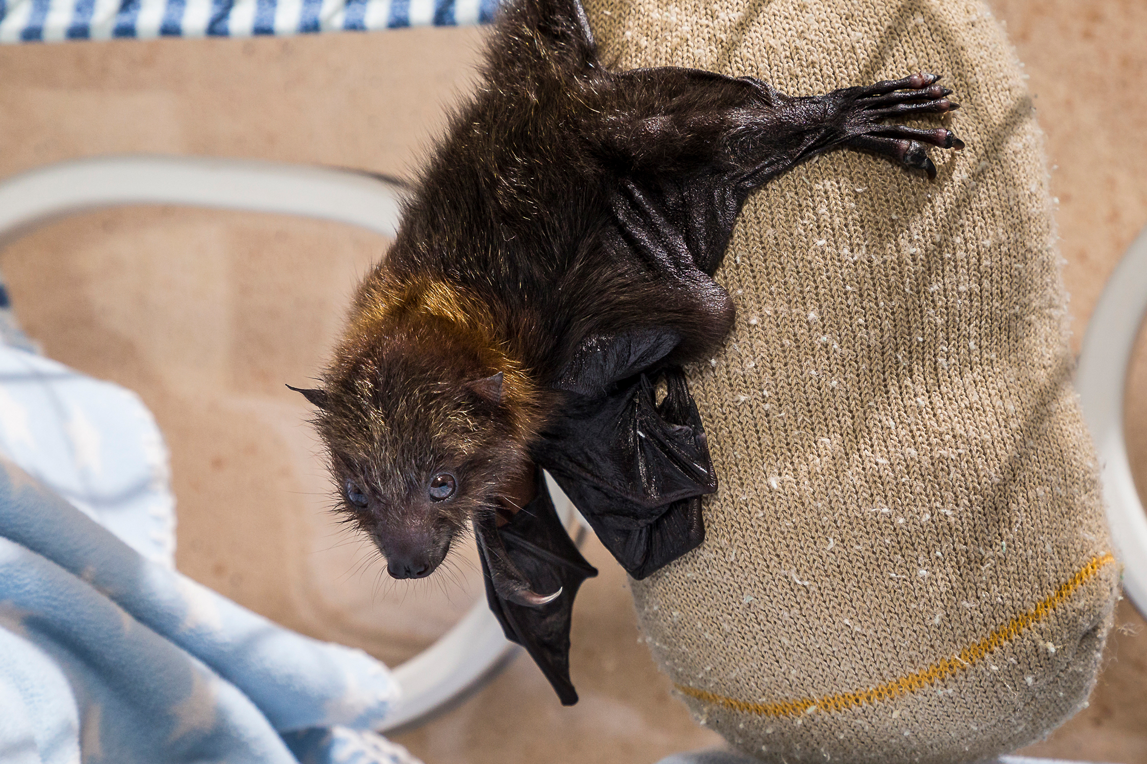 Critically Endangered Bat Pup Defies Odds at San Diego Zoo Safari Park