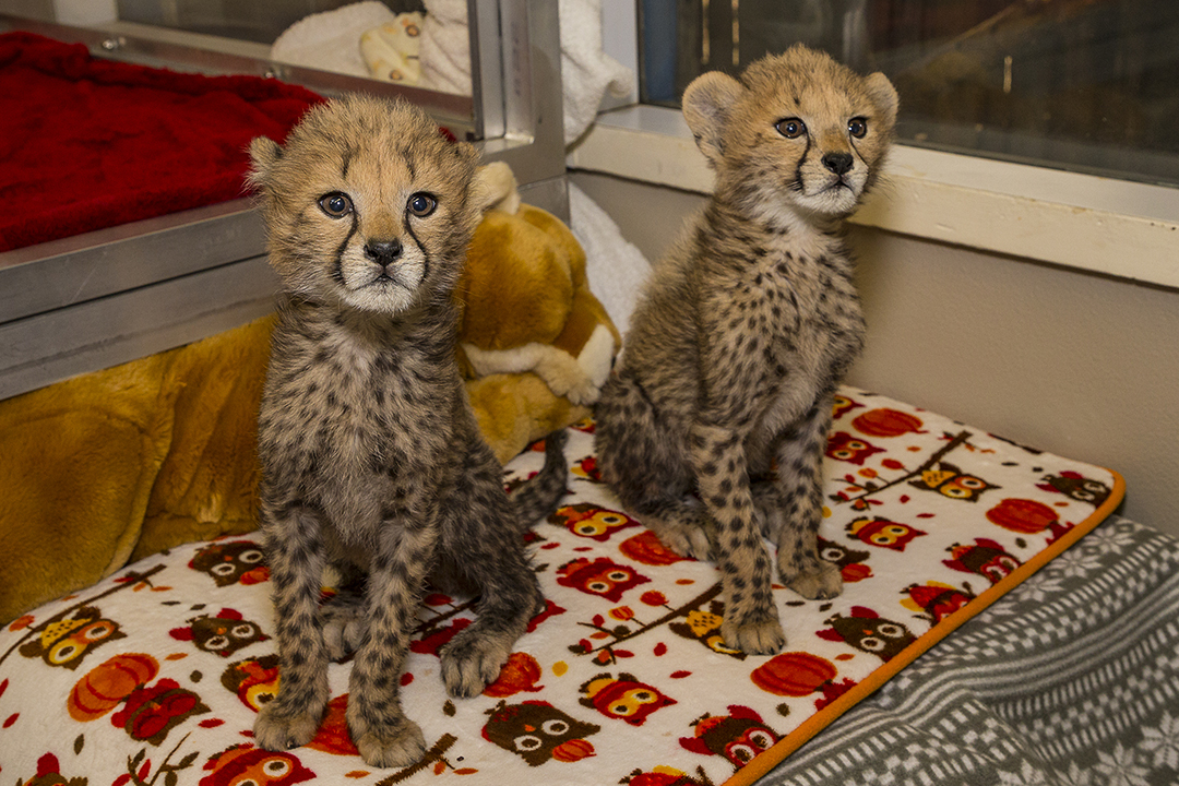 Cheetah Cub Sisters at San Diego Zoo Safari Park Will Be Weaned by the Weekend
