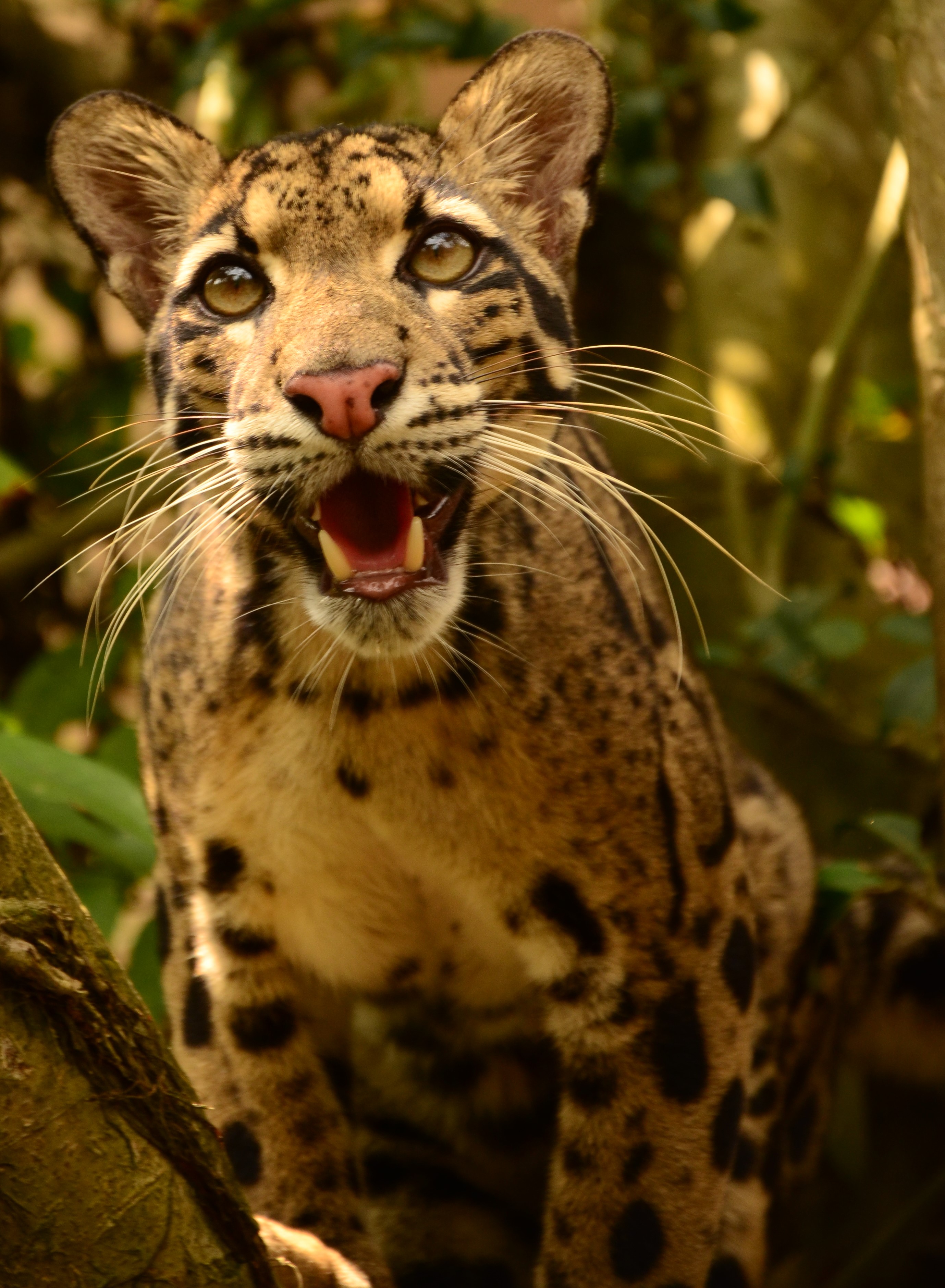 Learning More About the Little-understood Clouded Leopard by Maureen O. Duryee