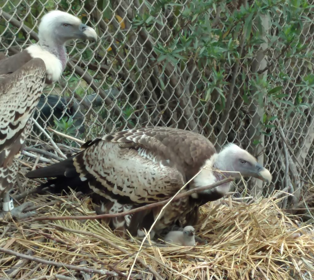 parents-and-chick