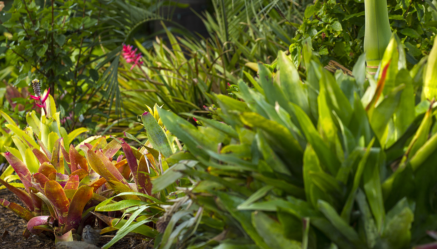 frog condos: oxalis, bromeliads and other habitats - A Way To Garden