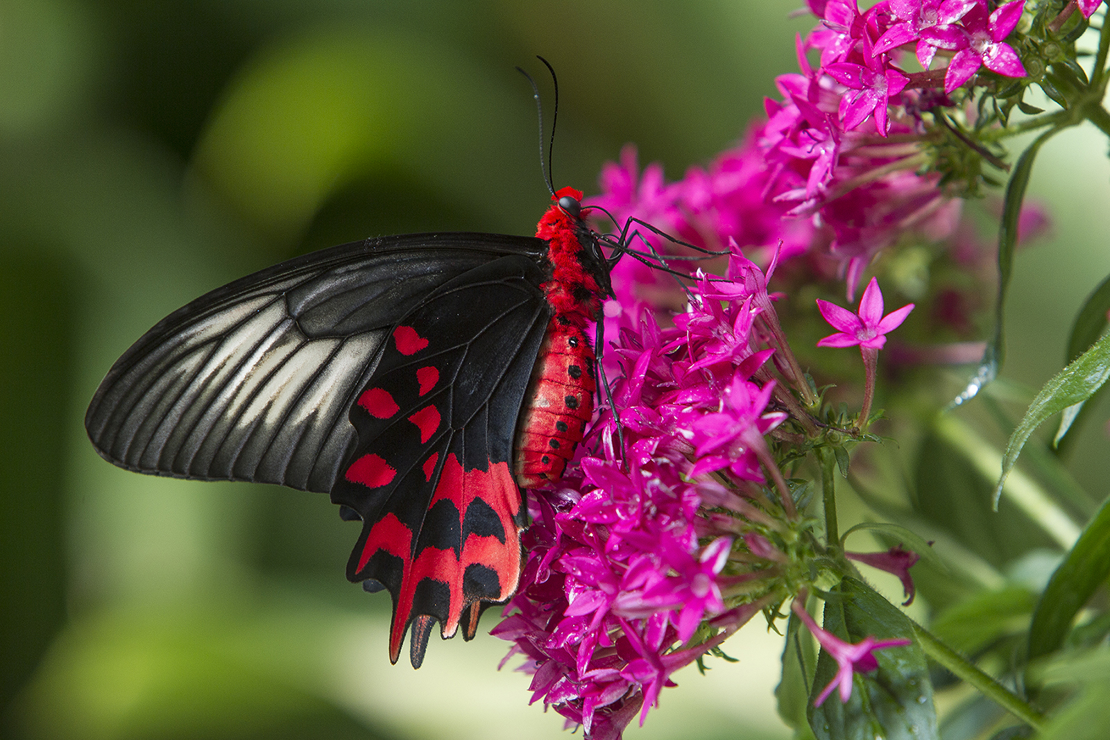 19 Fascinating Butterfly Facts – San Diego Zoo Wildlife Alliance Stories