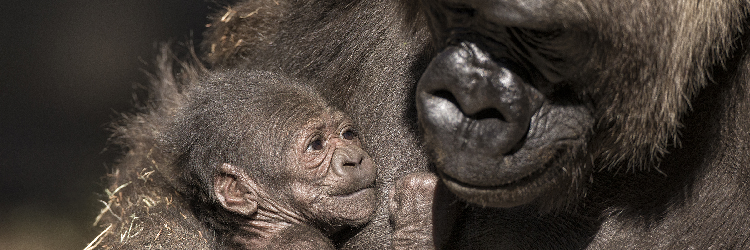 San Diego Zoo welcomes male baby rhino, celebrates breeding initiative -  ABC News