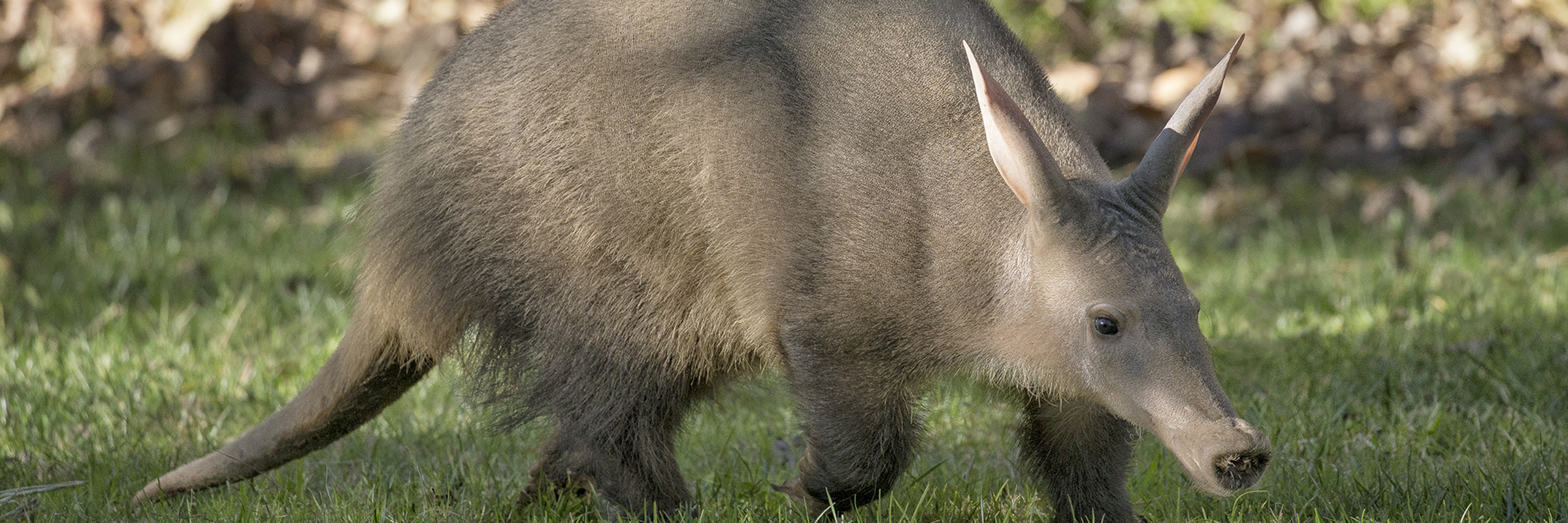 Aardvark Eating Termites