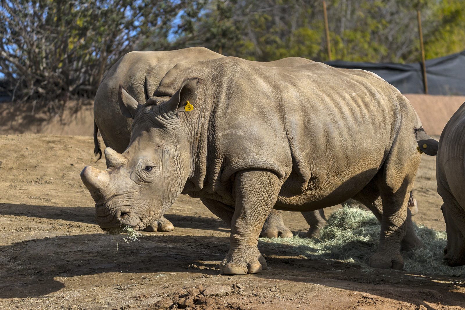 Artificial Insemination Attempted on Southern White Rhino at San… – San  Diego Zoo Wildlife Alliance Stories