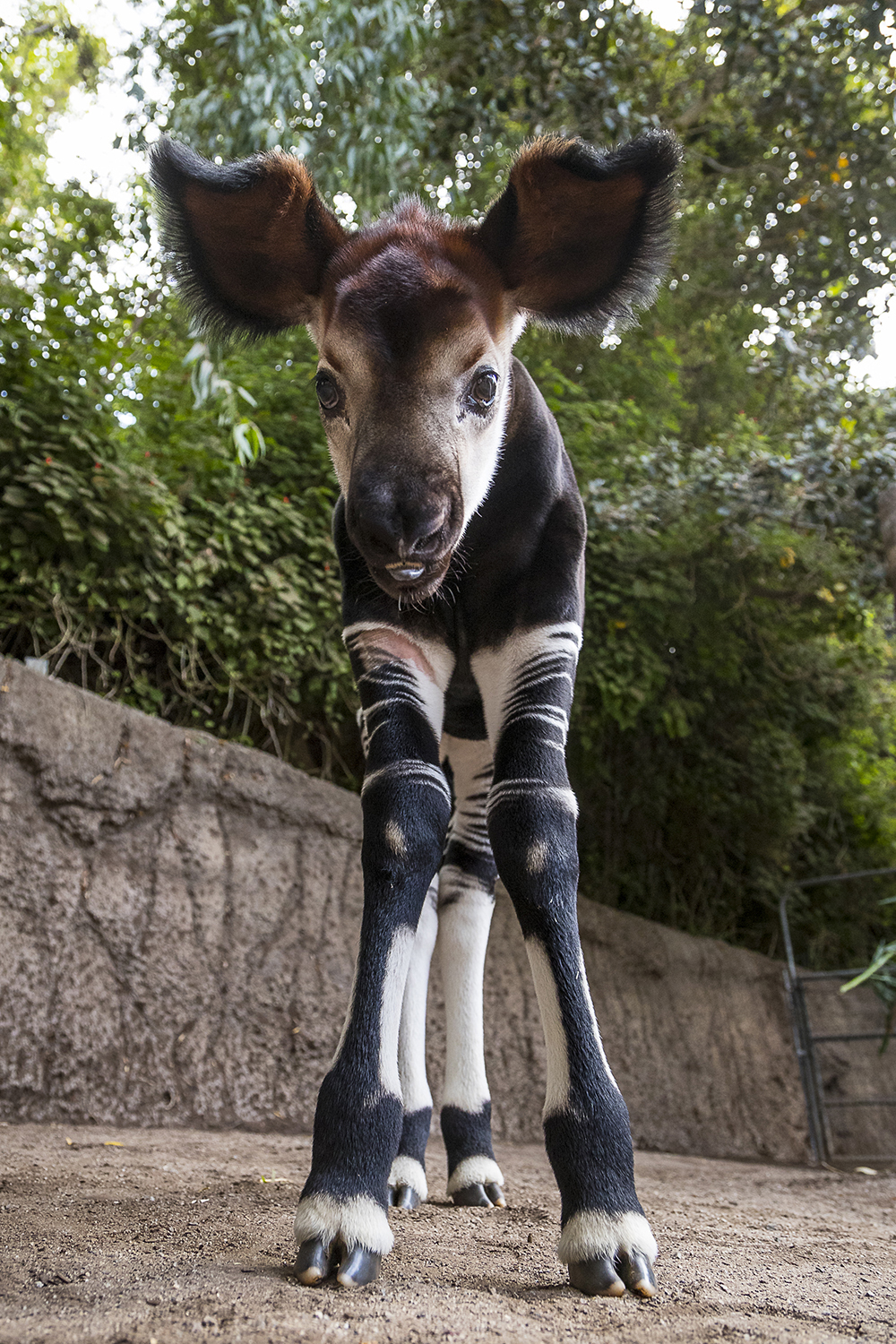 Okapi  San Diego Zoo Animals & Plants