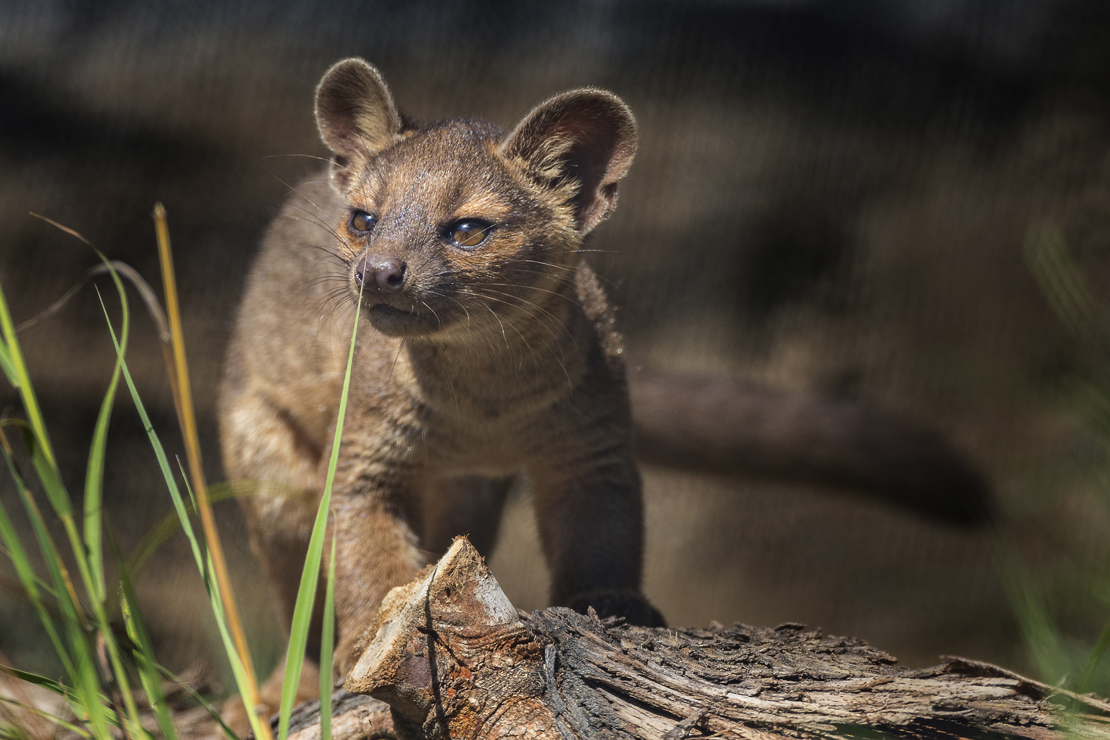 Leaping Lemurs, Climbing Fossas and a Curious Honey Badger Explore… – San  Diego Zoo Wildlife Alliance Stories