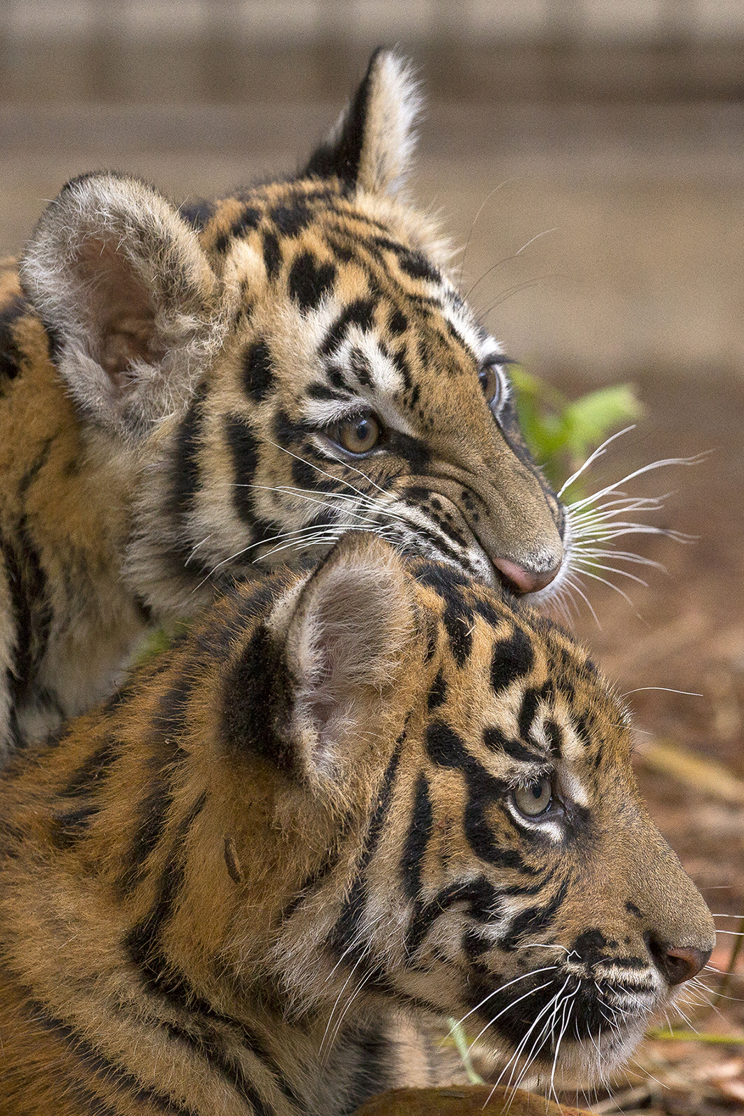 San Diego Zoo Safari Park: Two Sumatran tiger cubs born