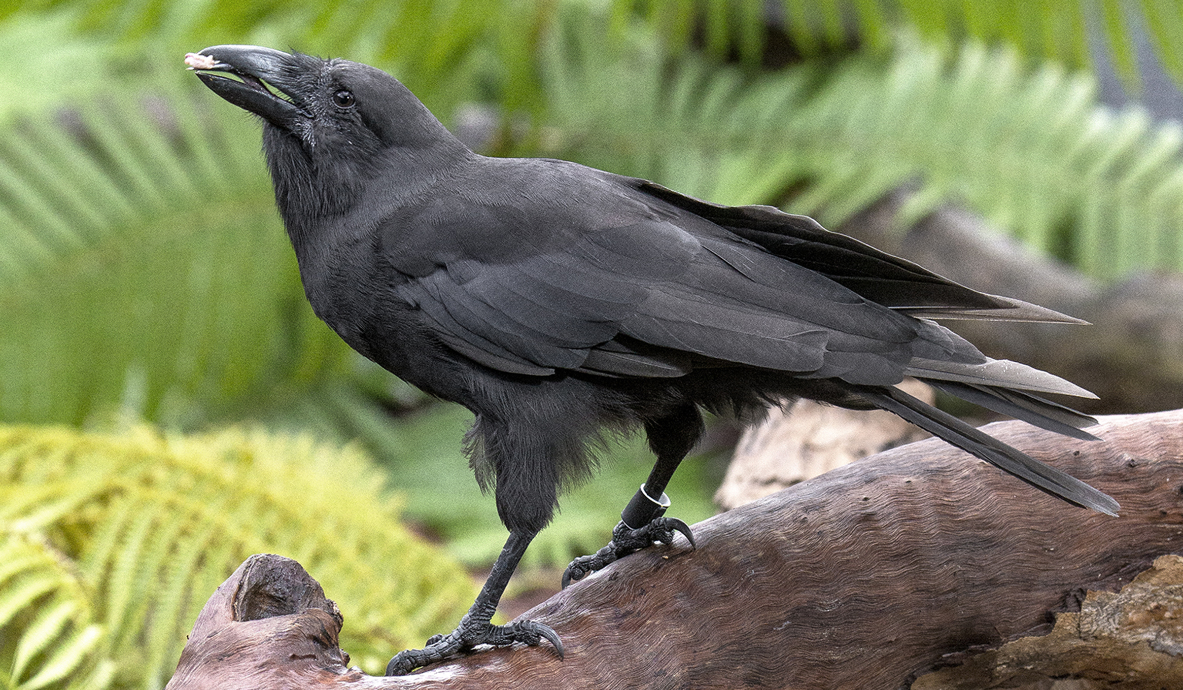 What's Killing Hawaiʻi's Forest Birds?, by U.S. Fish and Wildlife Service:  Pacific Islands, Conservation in the Pacific Islands