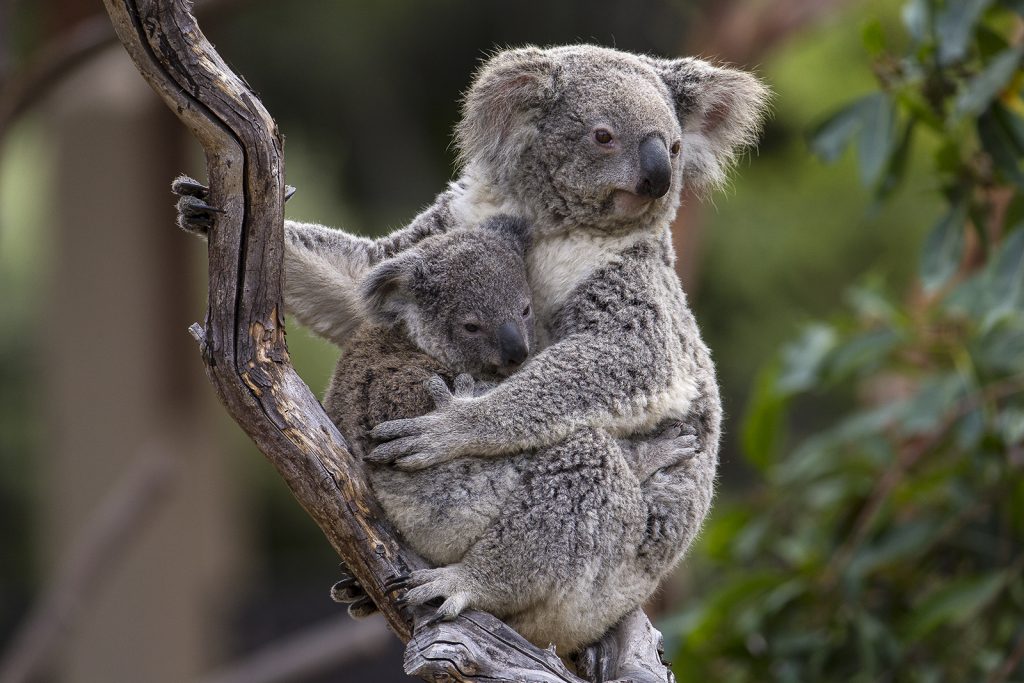 Who Are You Calling “Bear”? – San Diego Zoo Wildlife Alliance Stories