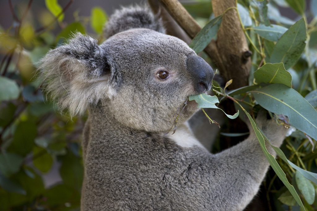 Who Are You Calling “Bear”? – San Diego Zoo Wildlife Alliance Stories