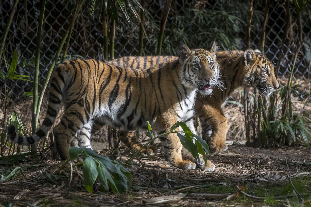 Sumatran tiger cubs born at San Diego California zoo