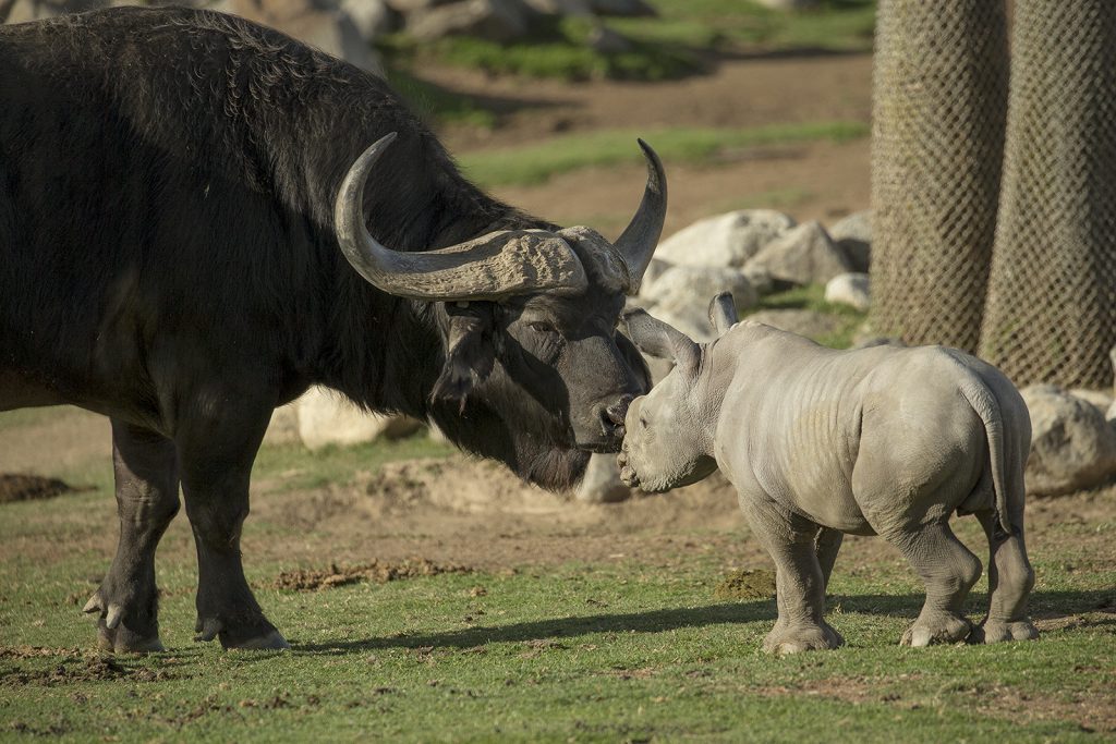 Cute and Curious 9-day-old Southern White Rhino Explores Habitat