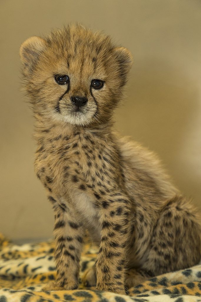 Three Cheetah Cubs Being Cared for at Safari Park Animal Care Center ...