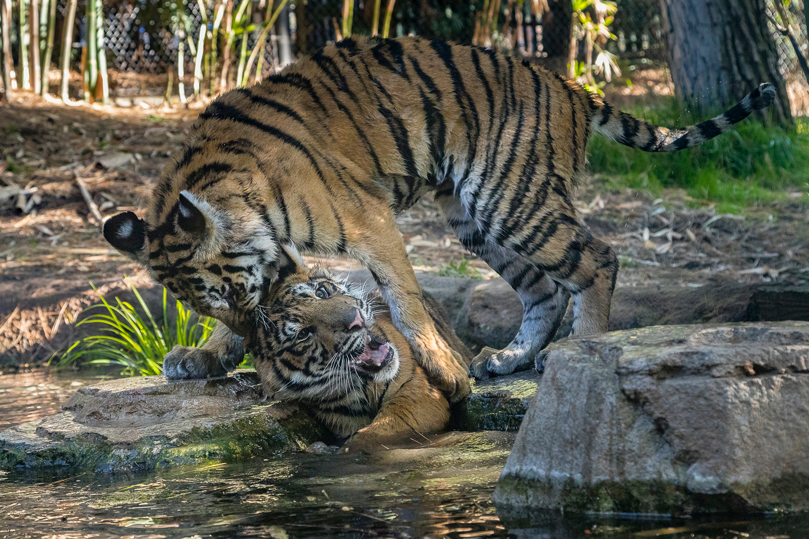 Golden tiger relaxing, Taken in the Siky Ranch zoo, in the …