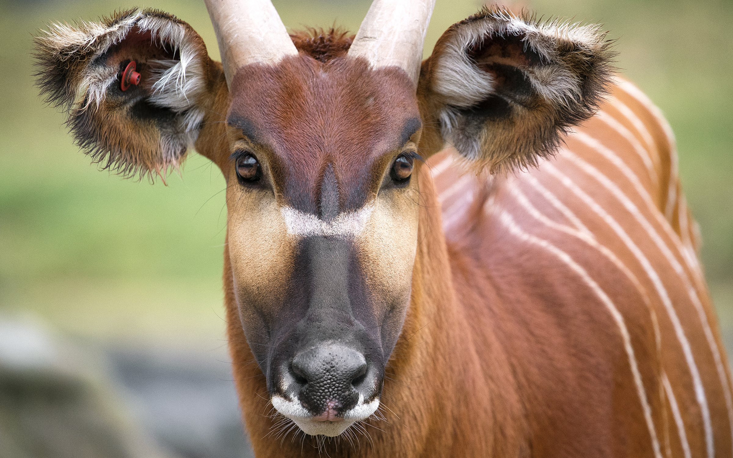 bongo animal