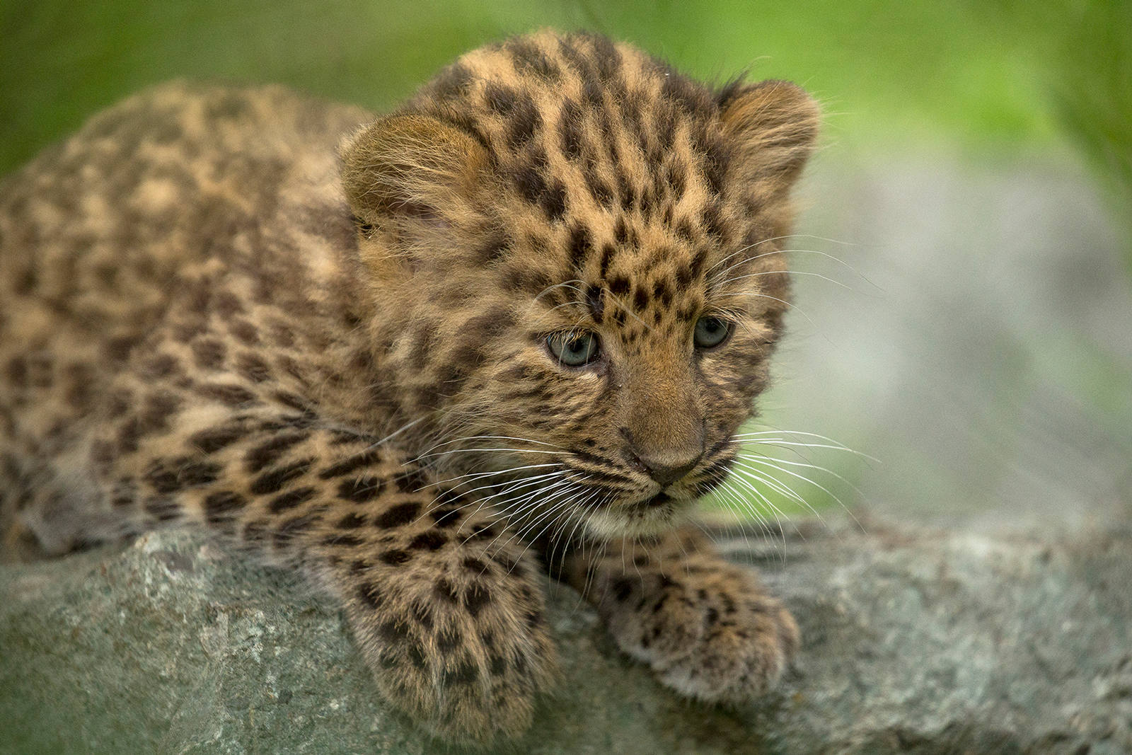 Leopard  San Diego Zoo Animals & Plants