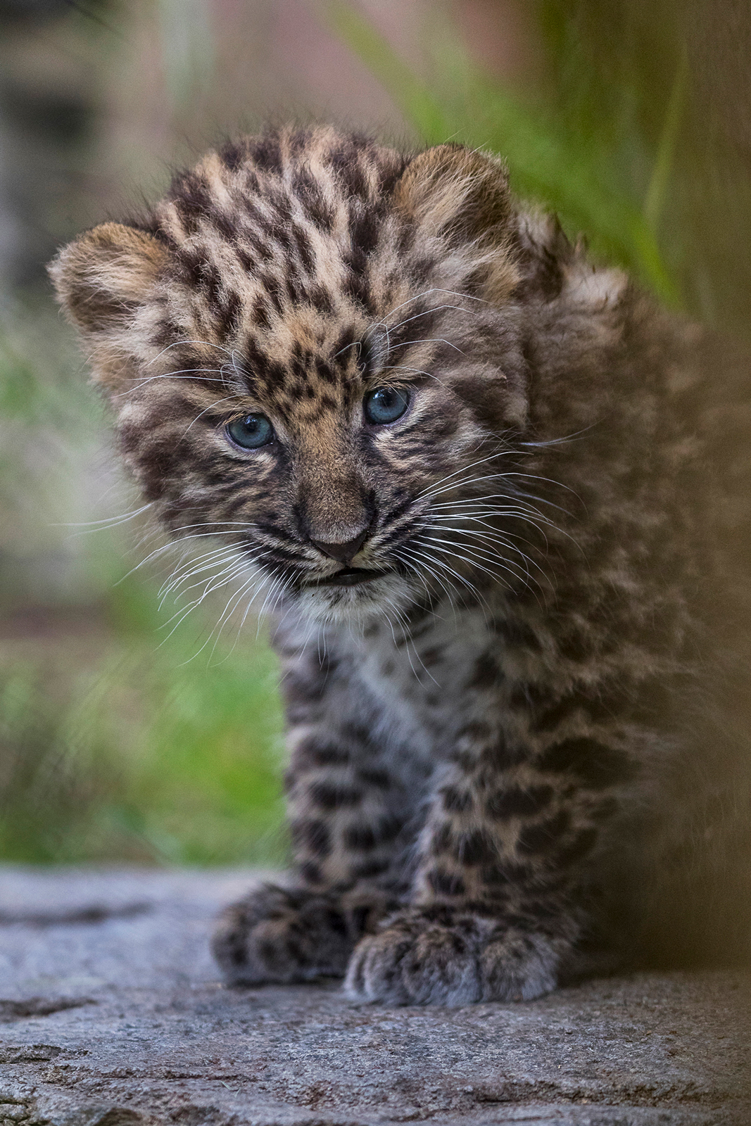 amur leopard cubs in snow