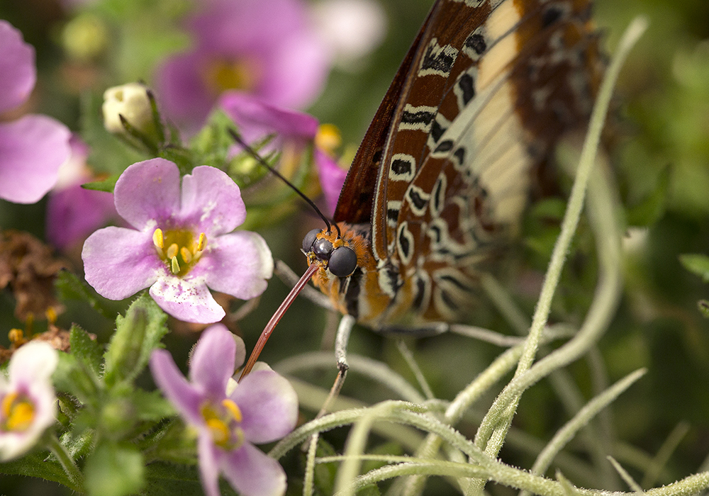 13 Facts About Butterflies 