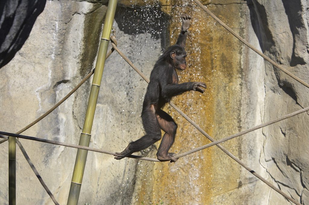 Super Animals, Super Heroes – San Diego Zoo Wildlife Alliance Stories