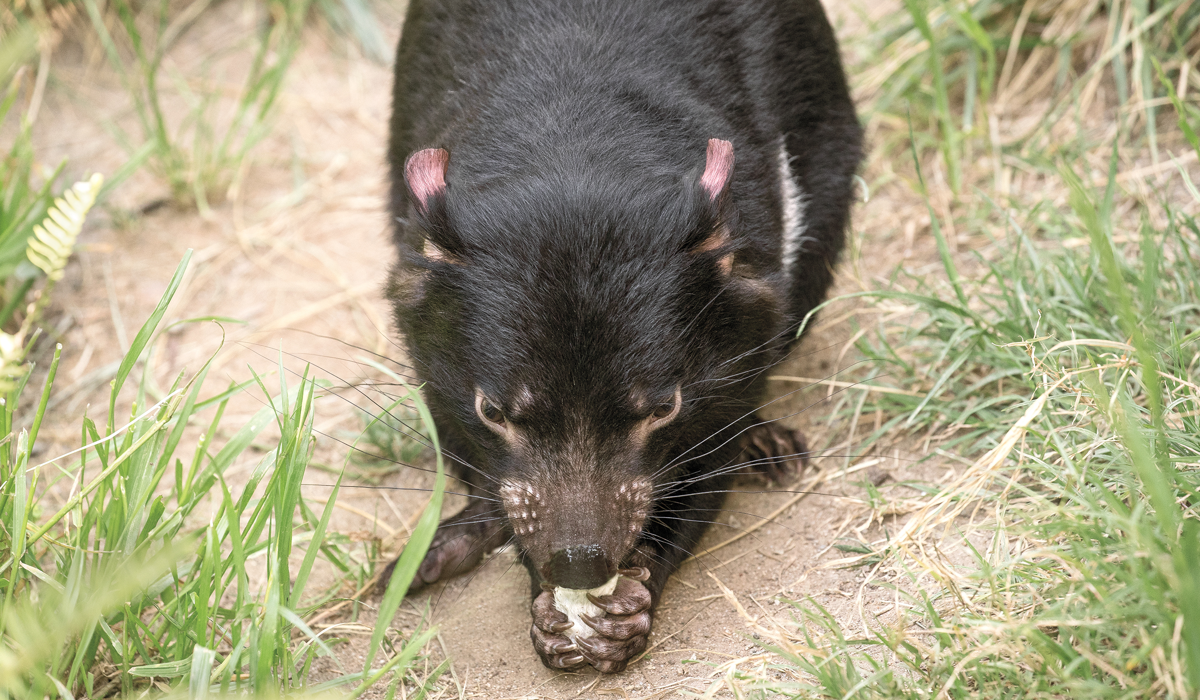 Tasmanian Devil  San Diego Zoo Animals & Plants