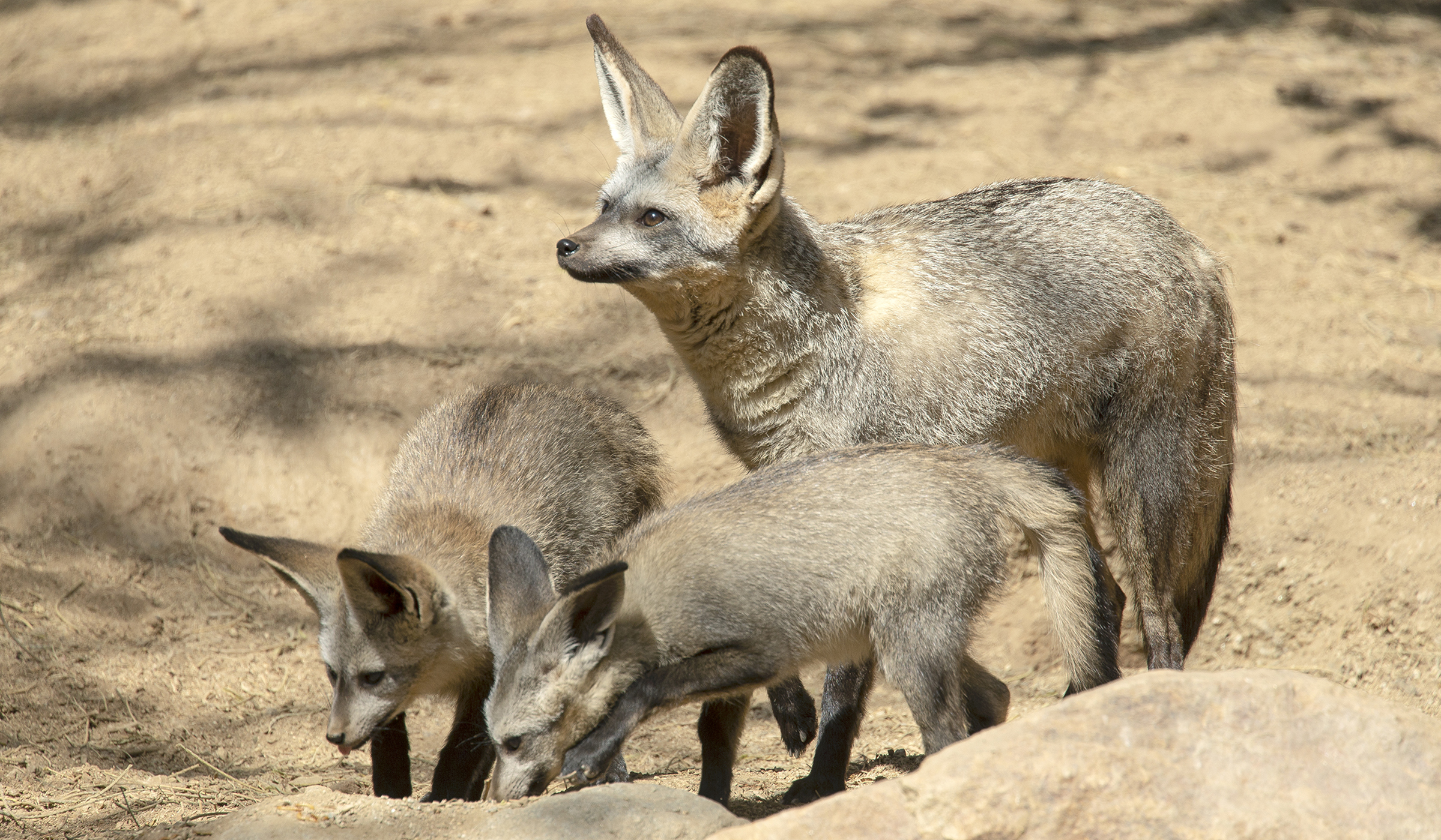 Pretty Poison – San Diego Zoo Wildlife Alliance Stories