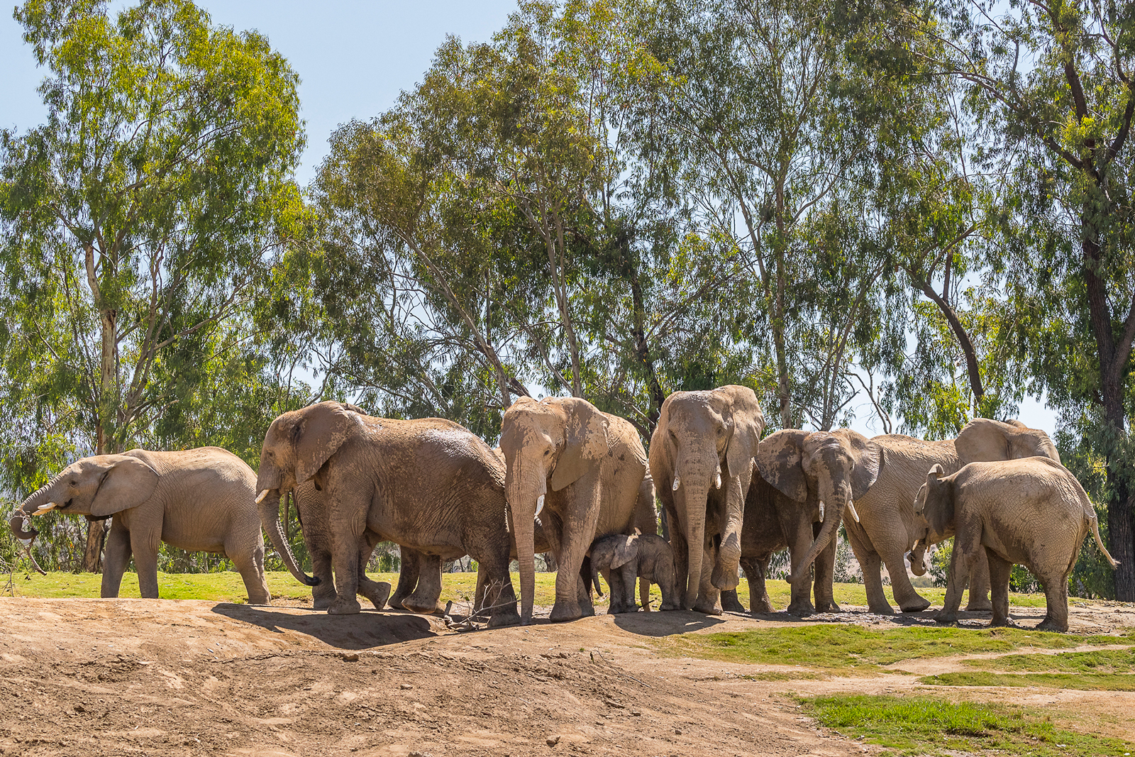 Baby Elephant Born on World Elephant Day – San Diego Zoo Wildlife