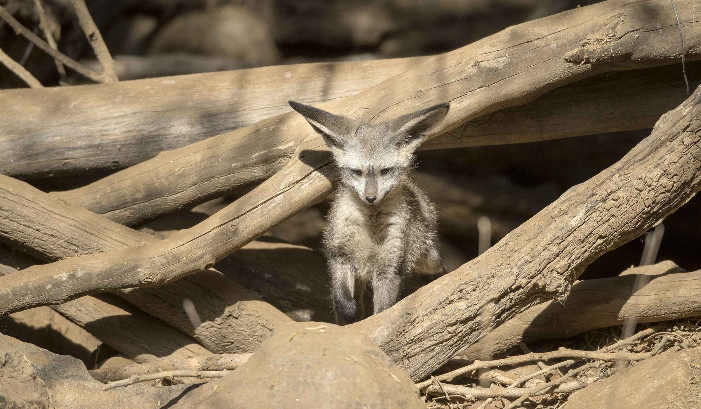 Pretty Poison – San Diego Zoo Wildlife Alliance Stories