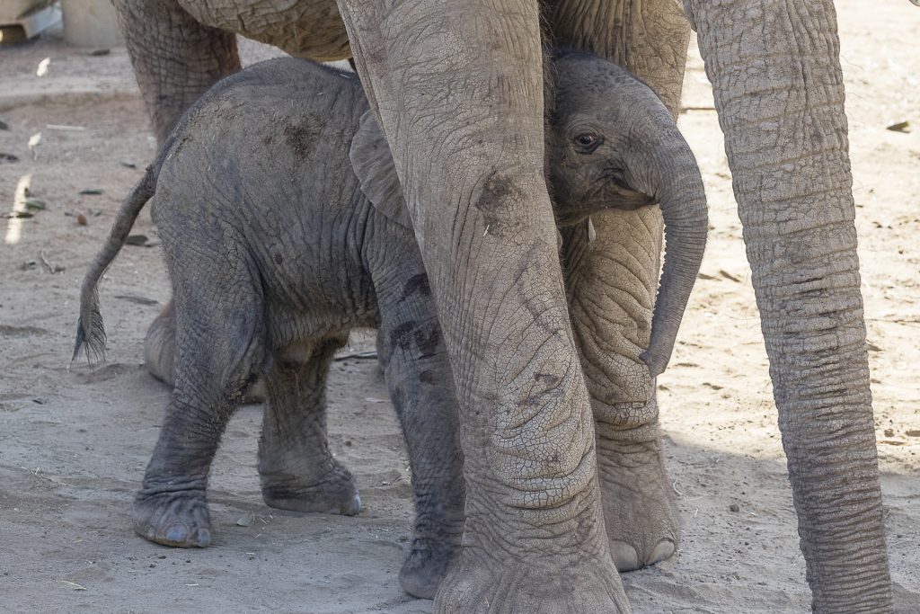 Baby Elephants are “Awwww”fully Cute! – San Diego Zoo Wildlife Alliance  Stories