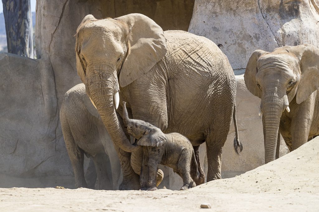 Baby Elephants are “Awwww”fully Cute! – San Diego Zoo Wildlife Alliance  Stories