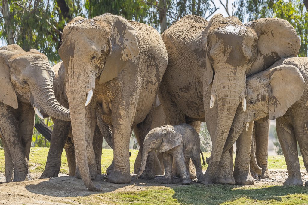 Baby Elephants are “Awwww”fully Cute! – San Diego Zoo Wildlife