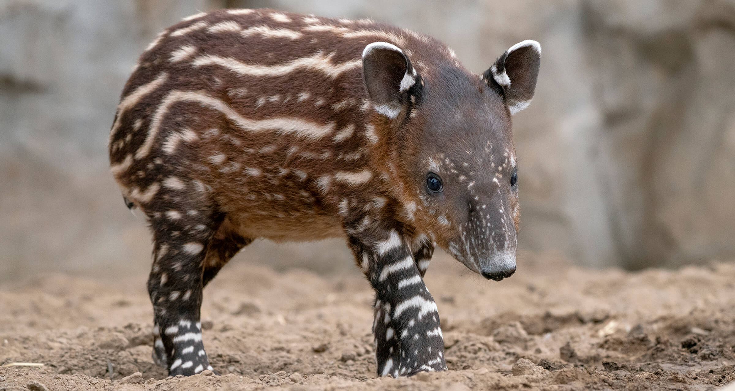 Tapir Tot – San Diego Zoo Wildlife Alliance Stories