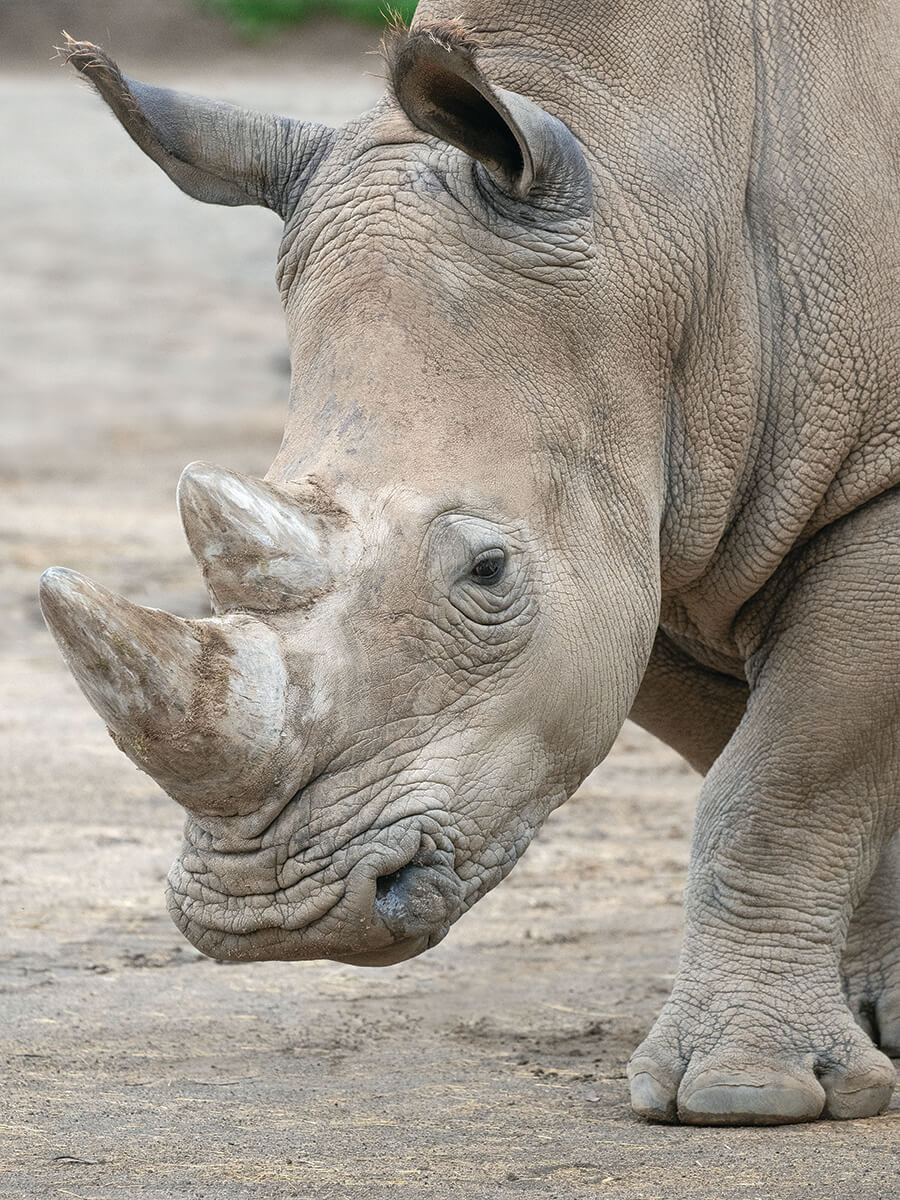 Rhinos at Nikita Kahn Rhino Rescue Center at the San Diego Zoo Safari Park  Explore New Habitat