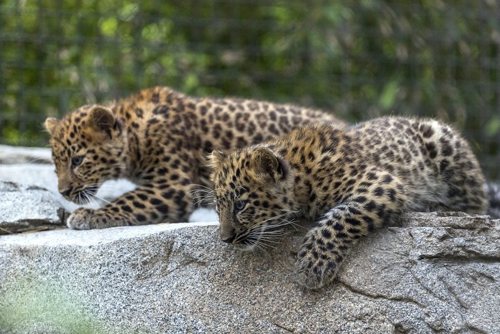 Baby Nest - Leopard