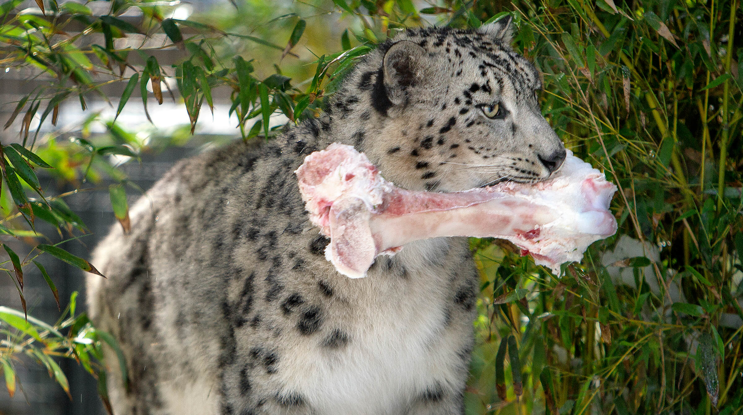 Snow Leopard Magic Moment (16+) – Royal Zoological Society of Scotland