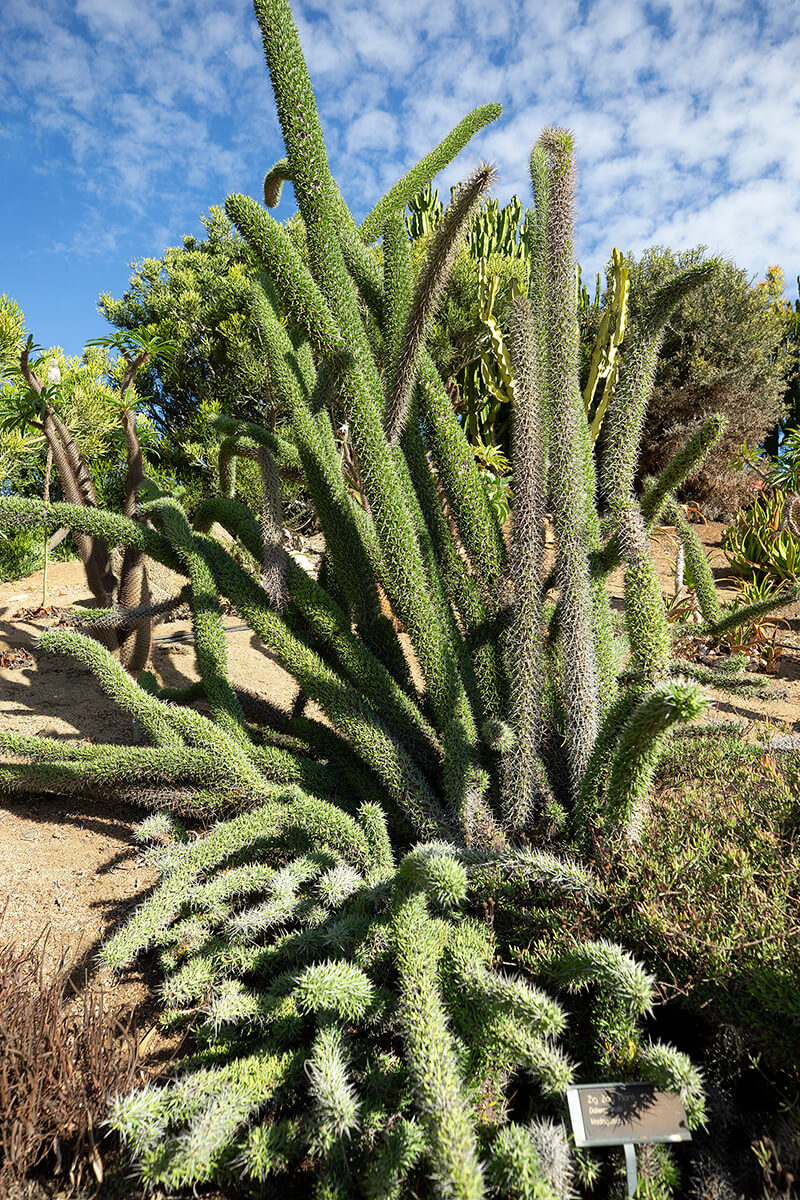 Cactus  San Diego Zoo Animals & Plants