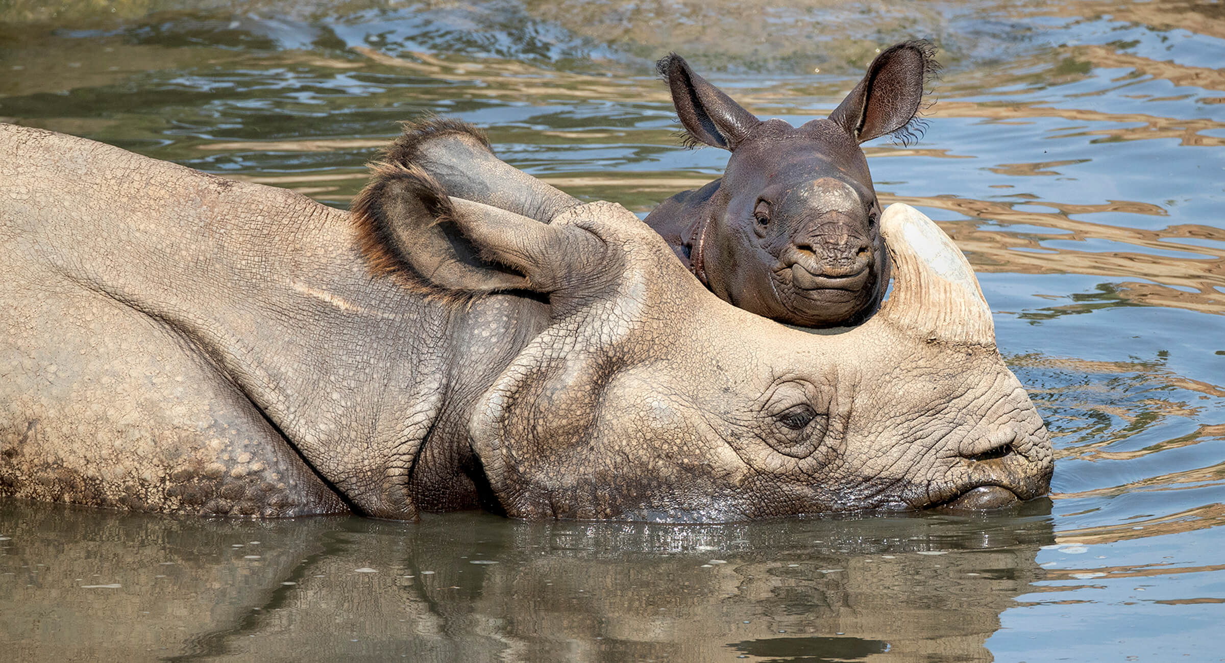 Go Bananas!  San Diego Zoo Wildlife Explorers