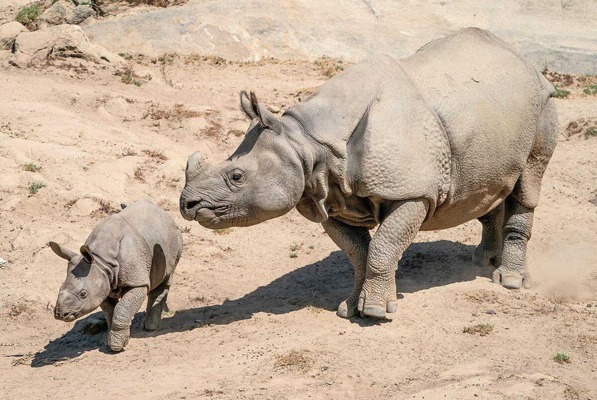 Go Bananas!  San Diego Zoo Wildlife Explorers