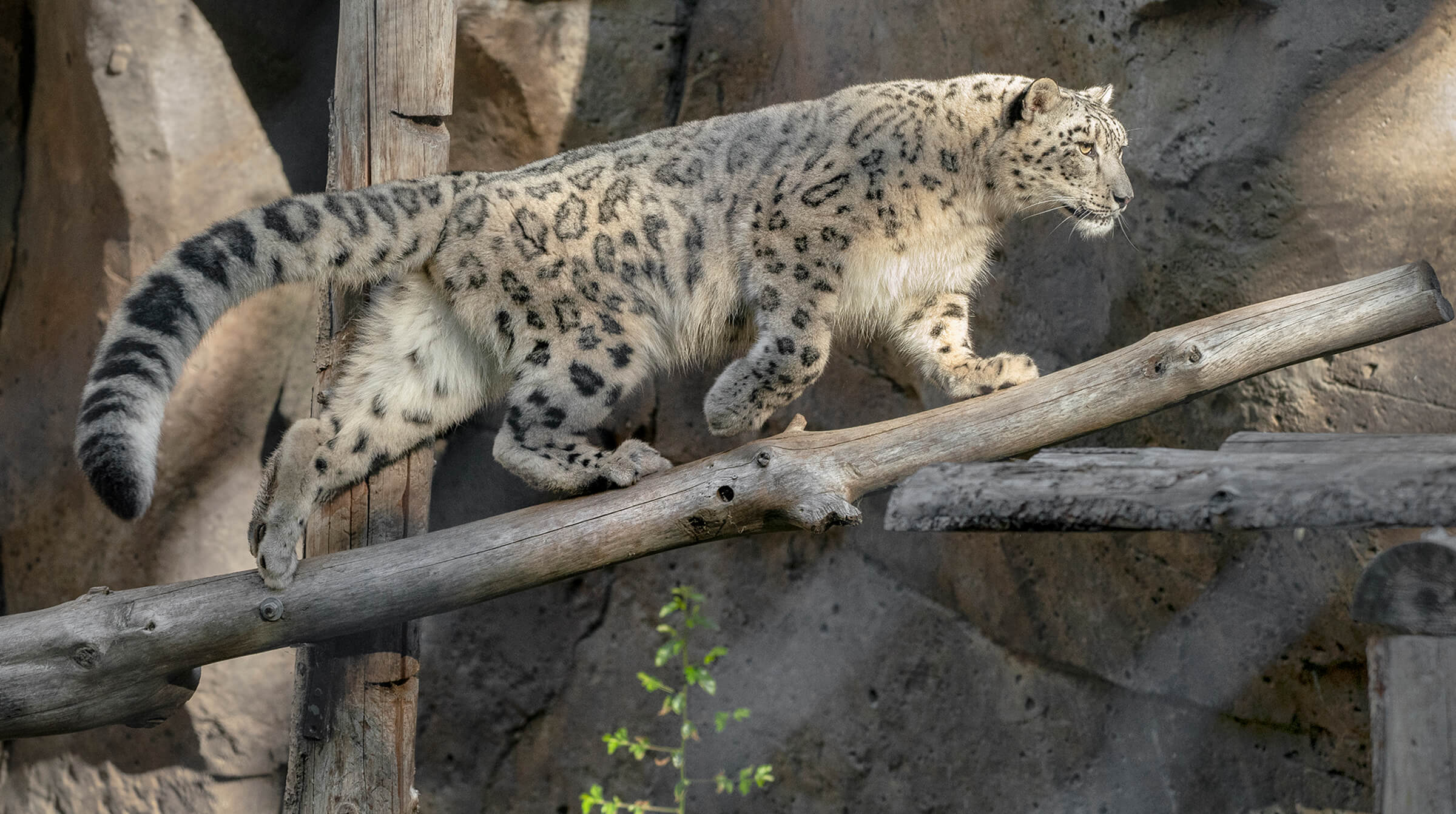 Snow Leopard  San Diego Zoo Animals & Plants