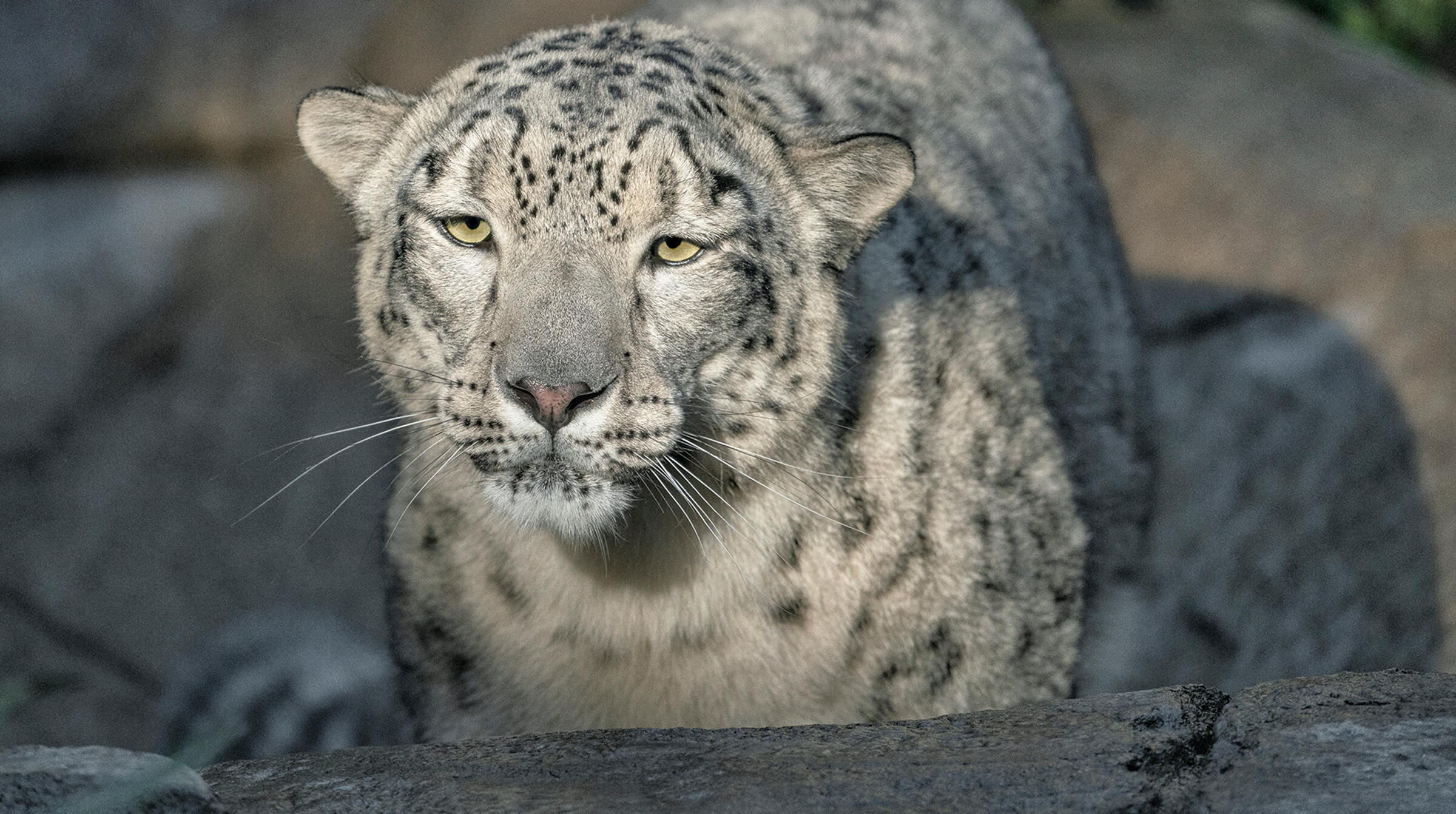 Snow Motion – San Diego Zoo Wildlife Alliance Stories