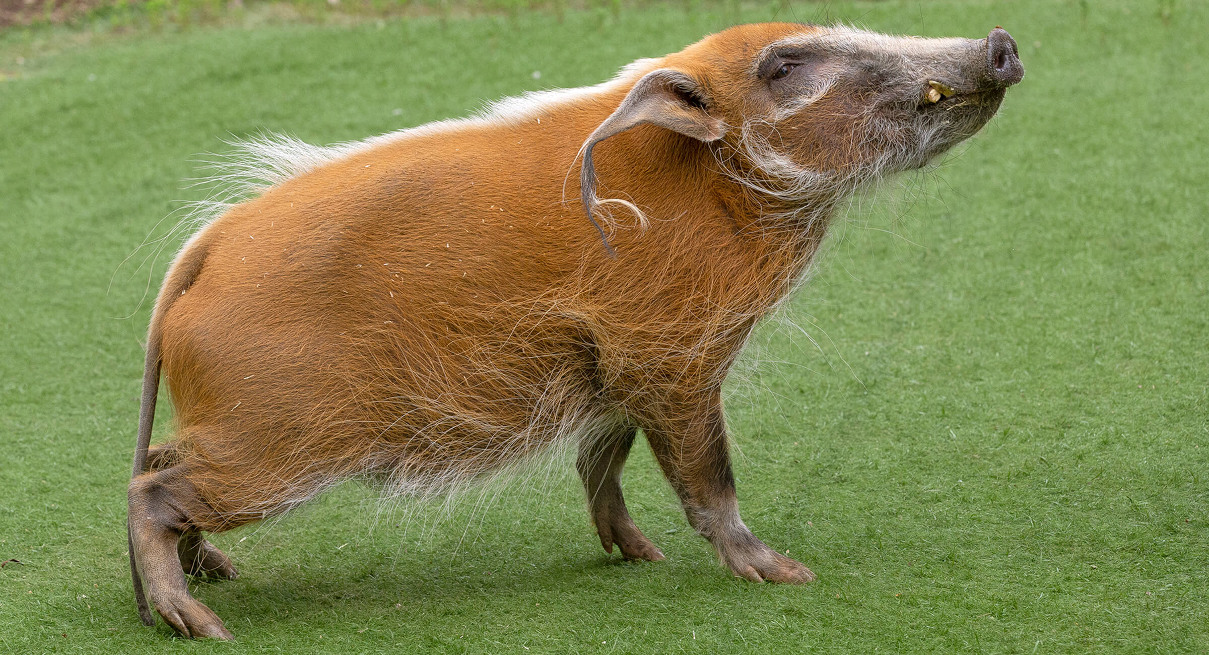 The Year of the Pig – San Diego Zoo Wildlife Alliance Stories