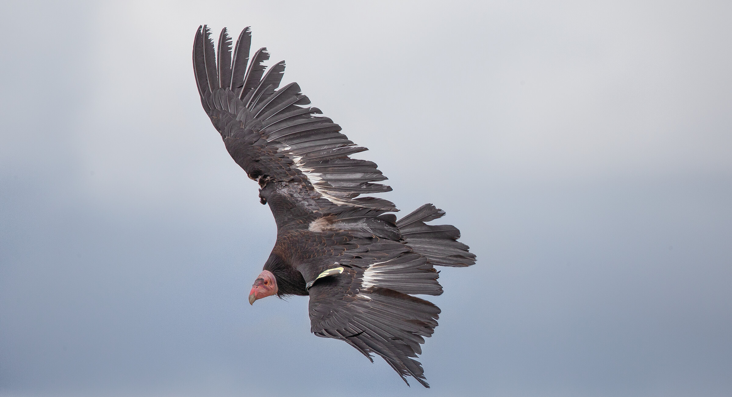 Steller's Sea-eagle  San Diego Zoo Animals & Plants