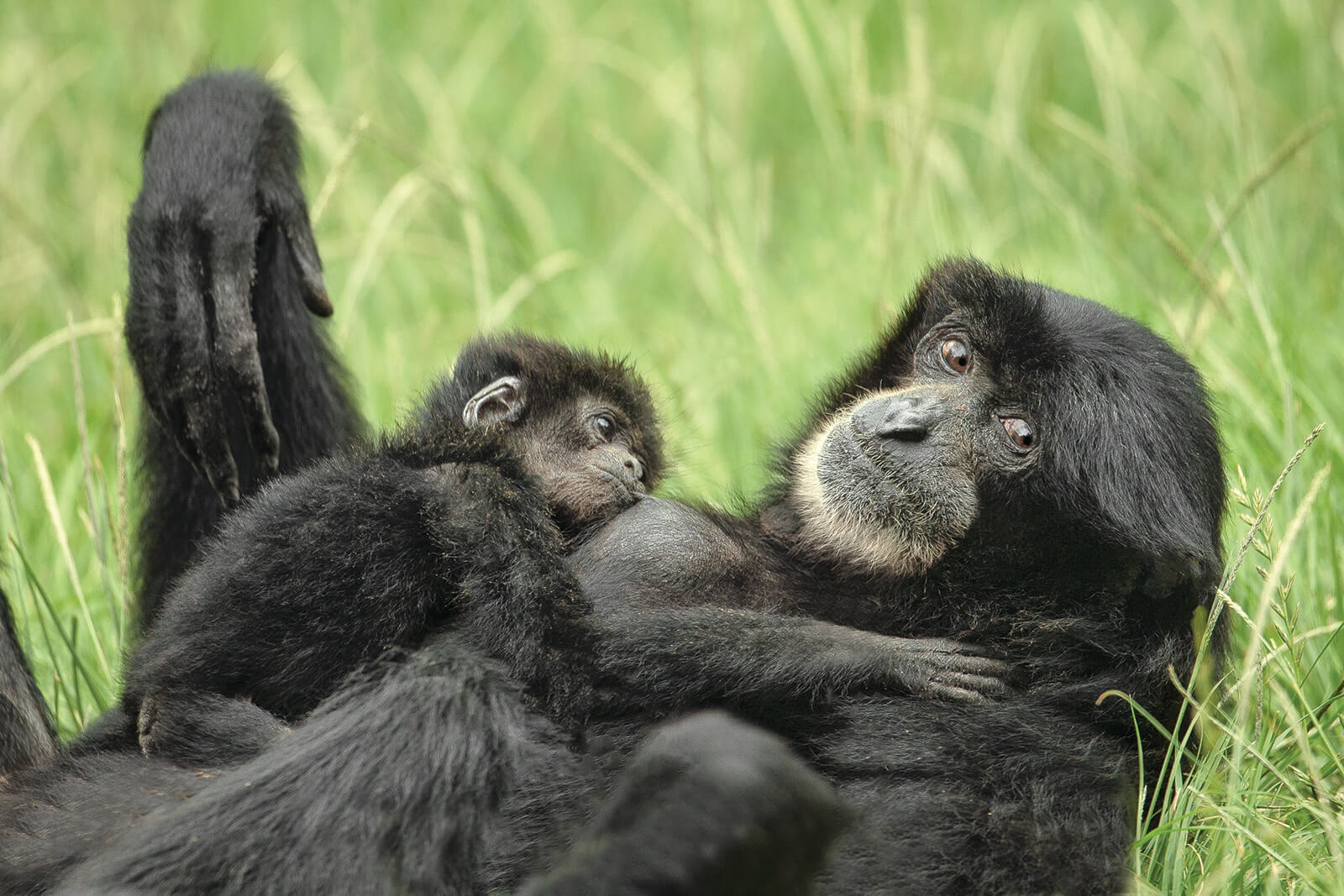 Orangutan mother 'Temmy' holds her male offspring in her arms at