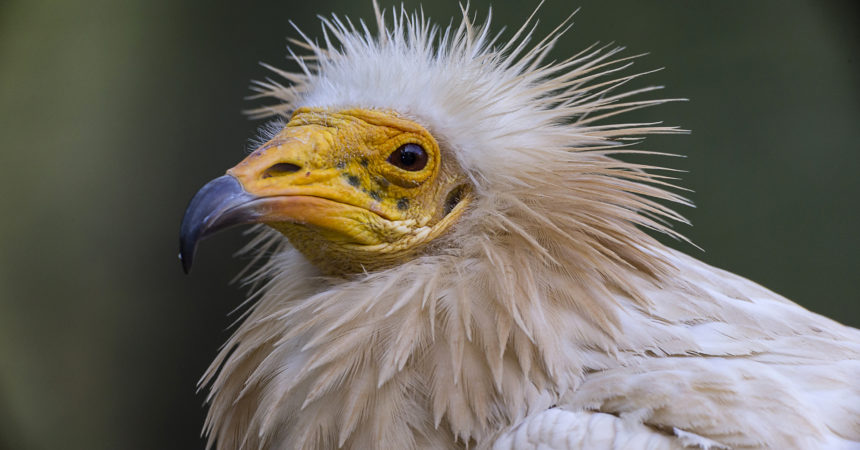 Egyptian vulture head