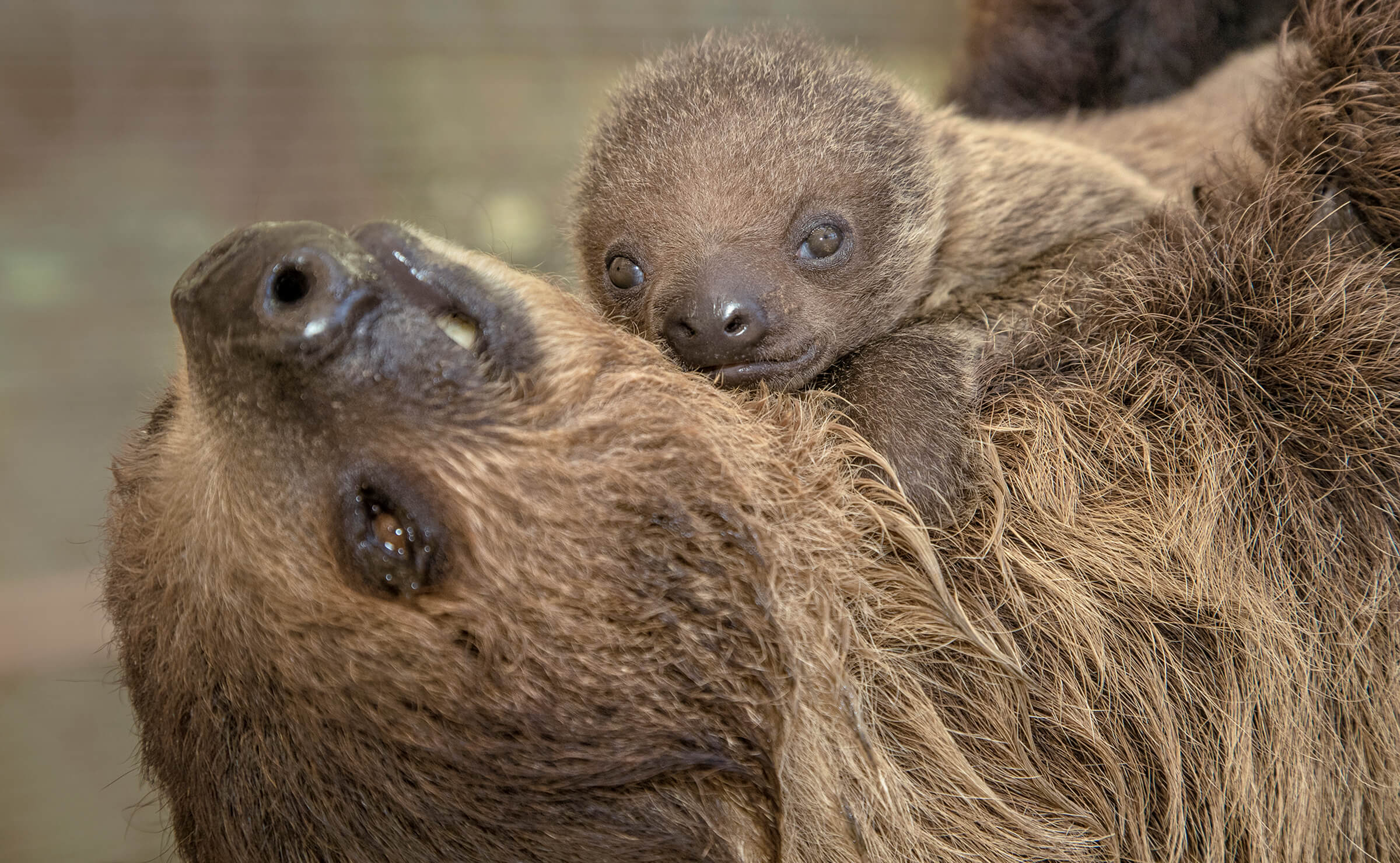 A pair of sloths are among the latest furry residents to arrive at