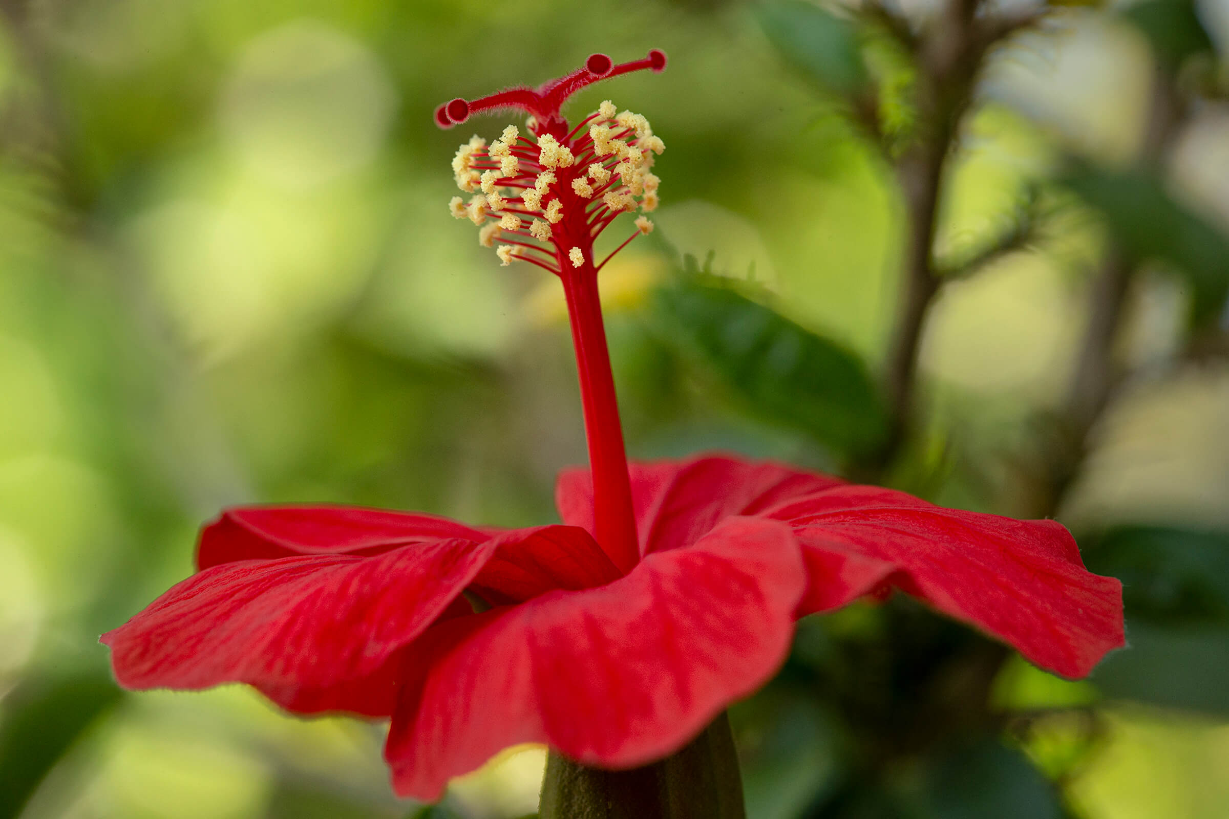 Hibiscus  San Diego Zoo Animals & Plants